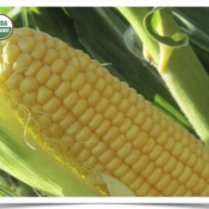 Product image of Sweet Corn: True Gold