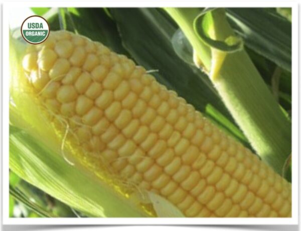 Product image of Sweet Corn: True Gold