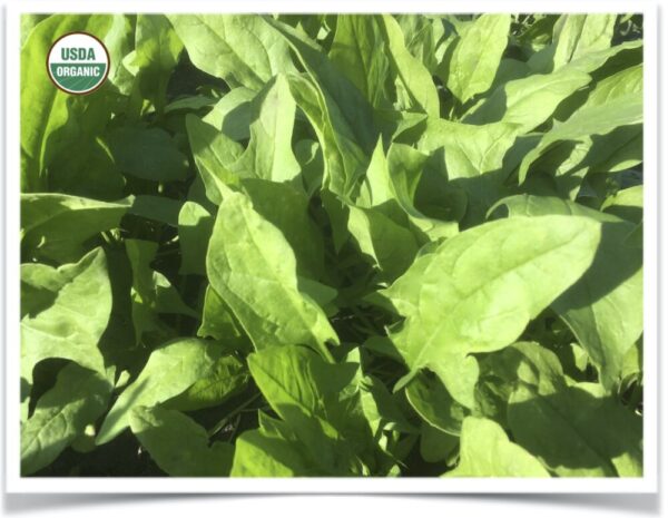 Product image of Spinach: Verdil