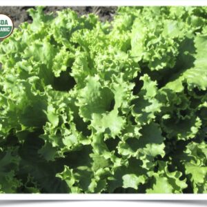 Product image of Lettuce: Waldmann’s