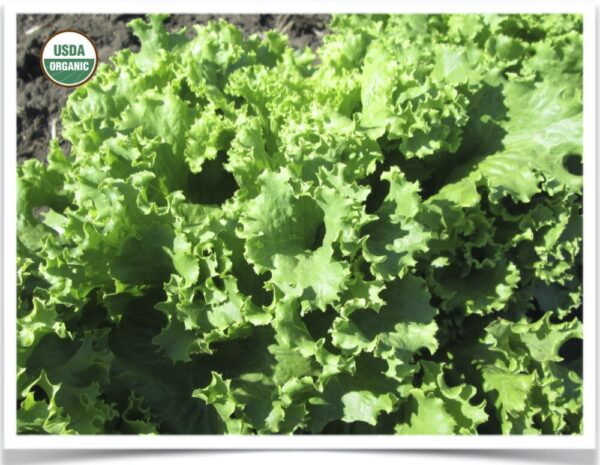 Product image of Lettuce: Waldmann’s