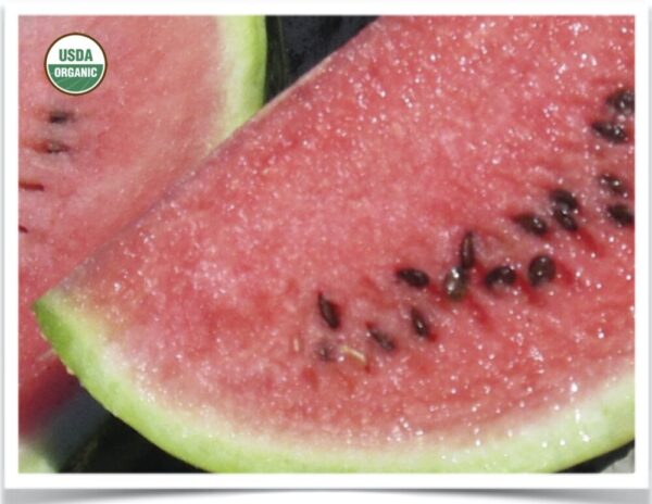 Product image of Watermelon: Sweet Dakota Rose