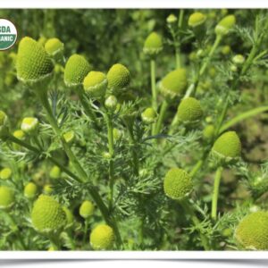 Product image of Herb, Wild Chamomile