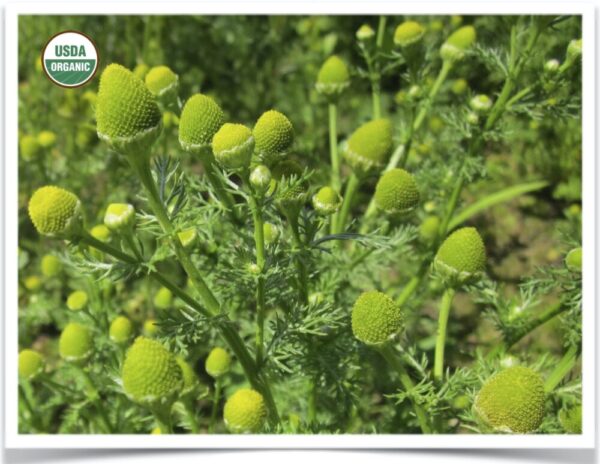 Product image of Herb, Wild Chamomile