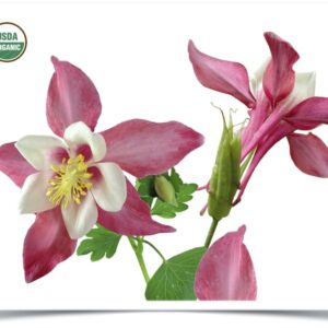 Product image of Flower, Wild Columbine