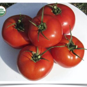 Product image of Tomato: Wisconsin 55