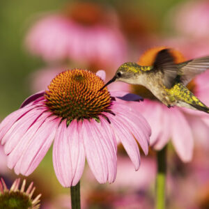 Product image of Ruby throated hummingbird and coneflowers – Photo