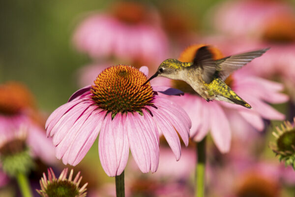 Product image of Ruby throated hummingbird and coneflowers – Photo