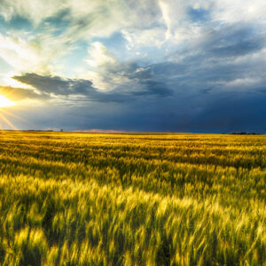 Product image of Last glimspe of sun over ND wheat field – Photo