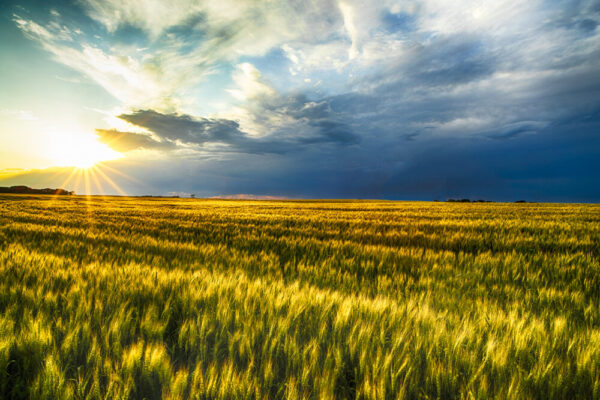 Product image of Last glimspe of sun over ND wheat field – Photo