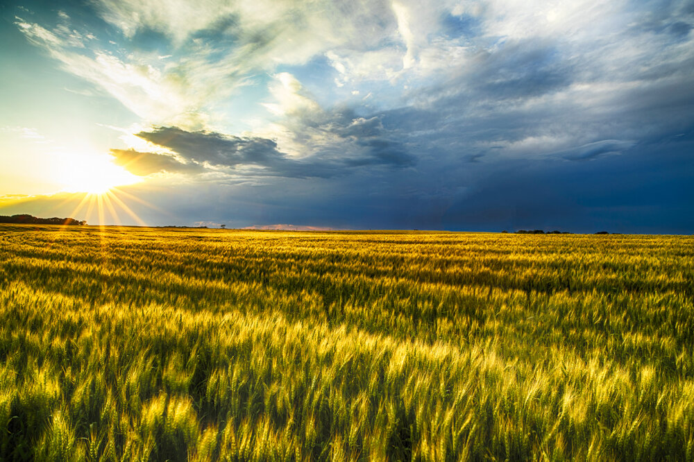 north dakota spring wheat tour