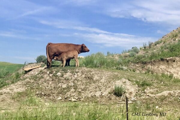 Product image of North Dakota Photo Notecards for Mothers’ Day and Any Day