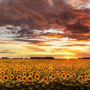 Shop North Dakota Blooming North Dakota sunflowers in the sunset – Photo