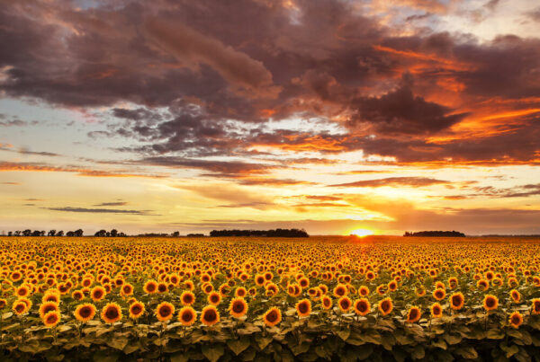 Product image of Blooming North Dakota sunflowers in the sunset – Photo