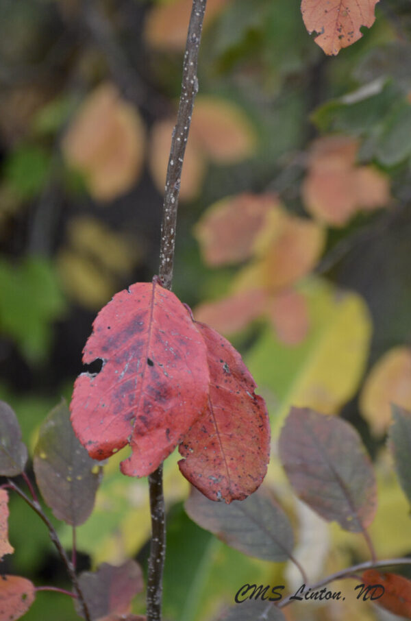 Product image of ND Autumn Images #3 Photo Notecards