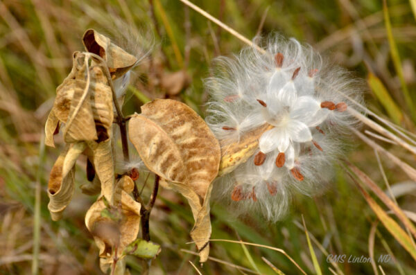 Product image of ND Autumn Images #1 Photo Notecards