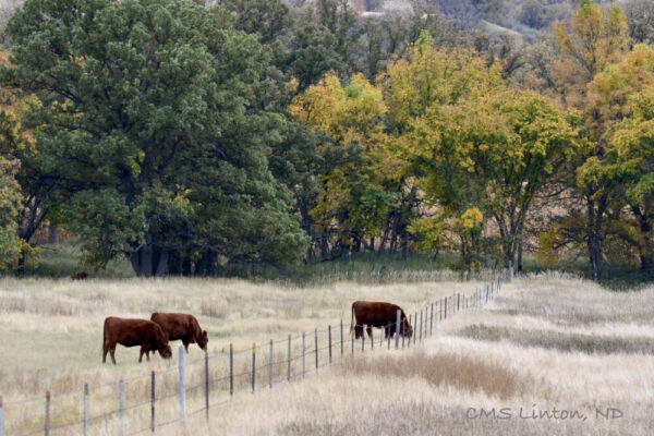 Product image of ND Autumn Images #2 Photo Notecards