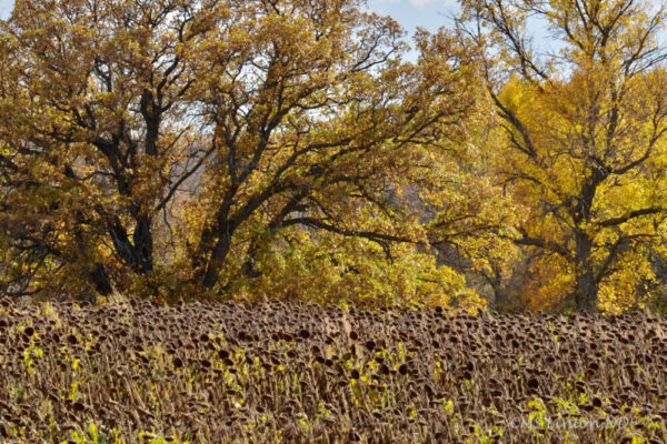 Product image of ND Autumn Images #1 Photo Notecards