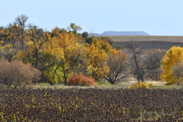 Product image of ND Autumn Images #2 Photo Notecards