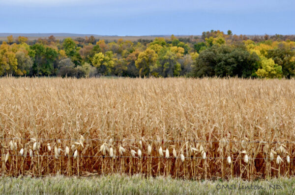 Product image of ND Autumn Images #3 Photo Notecards