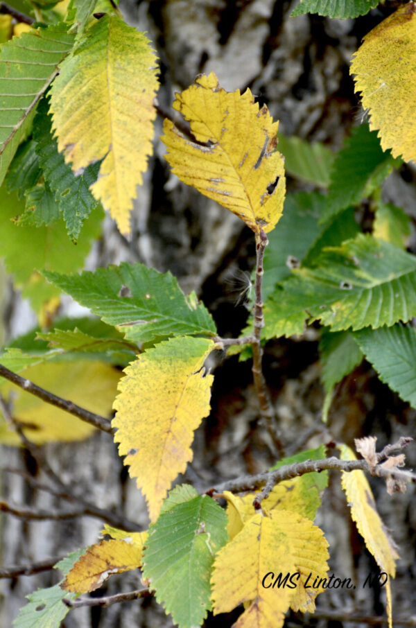 Product image of ND Autumn Images #2 Photo Notecards