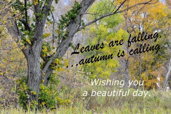 Product image of Autumn Greetings #4 /ND Photo Notecards