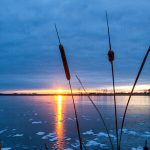 Product image of Cattails in North Dakota, Magnet