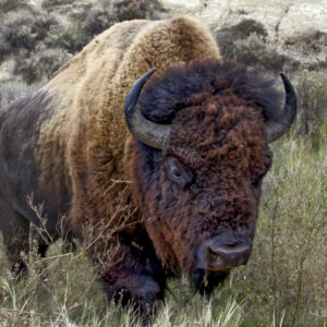 Product image of A Bison Walks, Magnet