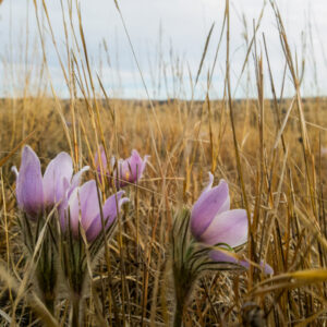 Product image of Wild Crocus in North Dakota, Magnet