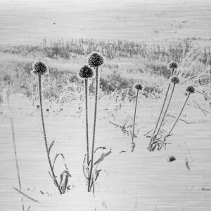 Product image of Frosted Prairie landscape in North Dakota, Magnet