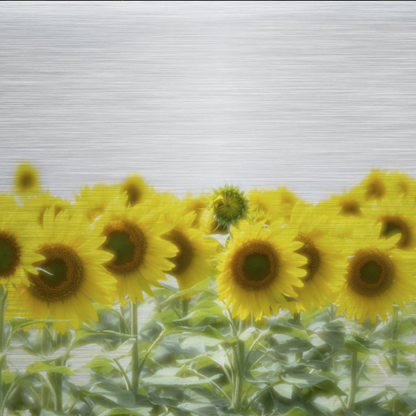 Product image of Sunflowers in North Dakota, Magnet