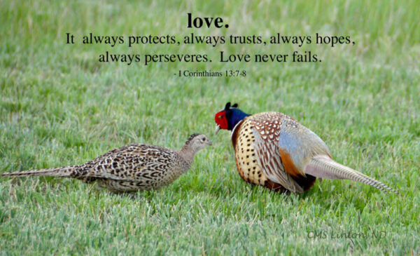 Product image of LOVE -THEMED ND PHOTO NOTECARDS (Copy)