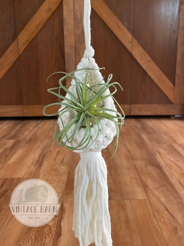 Product image of Air Plant Pods