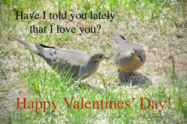 Product image of VALENTINE -THEMED ND PHOTO NOTECARDS