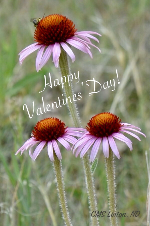 Product image of VALENTINE -THEMED ND PHOTO NOTECARDS