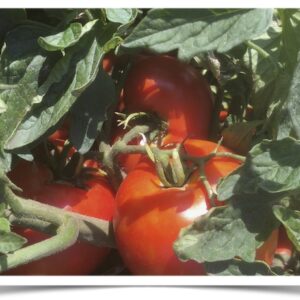 Shop North Dakota Tomato: Manitoba