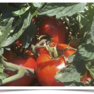 Product image of Tomato: Manitoba