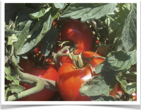 Product image of Tomato: Manitoba