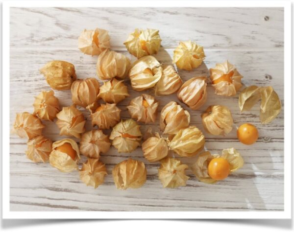 Product image of Ground Cherry: Pineapple