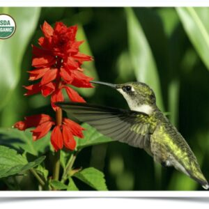 Product image of Flower: Texas Hummingbird Sage