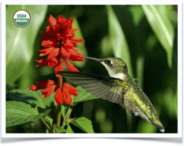 Product image of Flower: Texas Hummingbird Sage