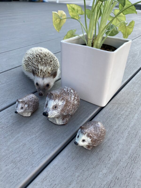 Product image of Stoneware hedgehogs