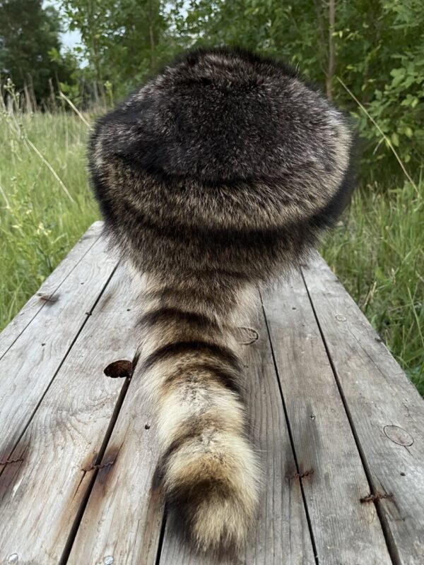 Product image of Davy Crockett Raccoon Hat