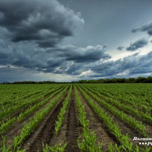 Product image of Incoming storm and a cornfield