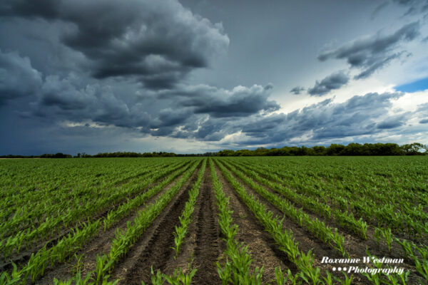 Product image of Incoming storm and a cornfield