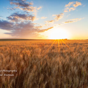 Product image of Golden Wheat Field and Sunset, Rural North Dakota