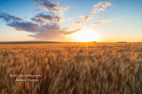 Product image of Golden Wheat Field and Sunset, Rural North Dakota