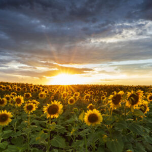Product image of Waiting in the sunflower field
