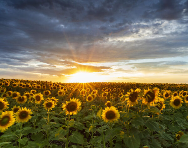 Product image of Waiting in the sunflower field