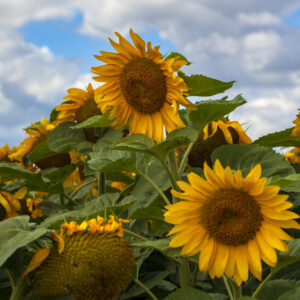 Product image of Sunflower buddies – Photo